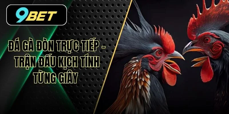 Đá Gà Đòn Trực Tiếp - Trận Đấu Kịch Tính Từng Giây