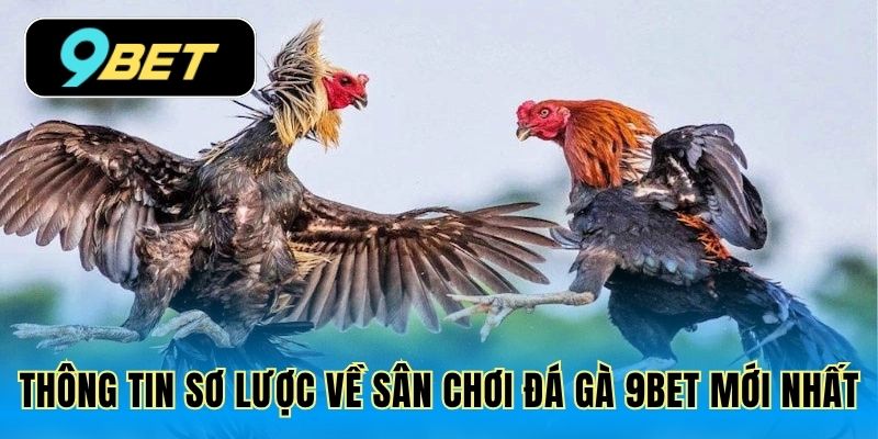 Thông tin sơ lược về sân chơi đá gà 9bet mới nhất